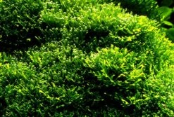 XL In-Vitro Kleines Teichlebermoos / Riccia Fluitans, Moos