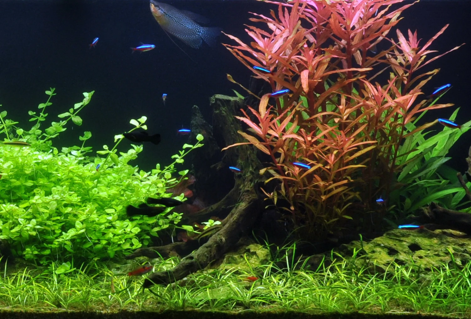 50 Wasserpflanzen, 5 Bunde Und 3 Topfpflanzen Für Ein 60 Liter Aquarium – Bild 4