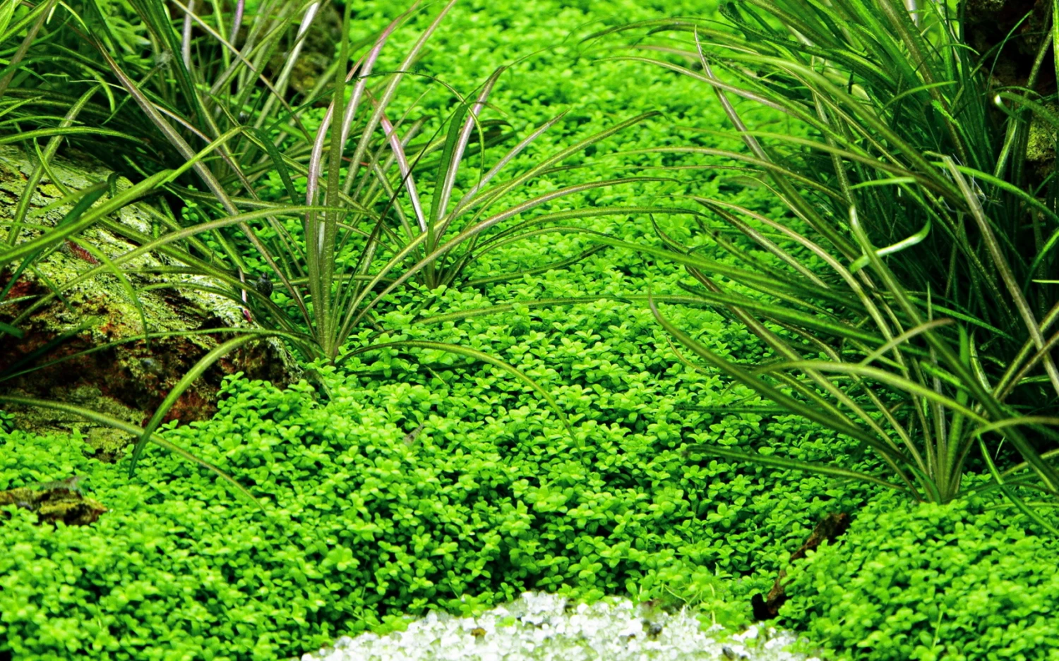 10 Töpfe Und 10 Bunde, Wasserpflanzen-Set Für Ein 200 Liter Aquarium – Bild 5