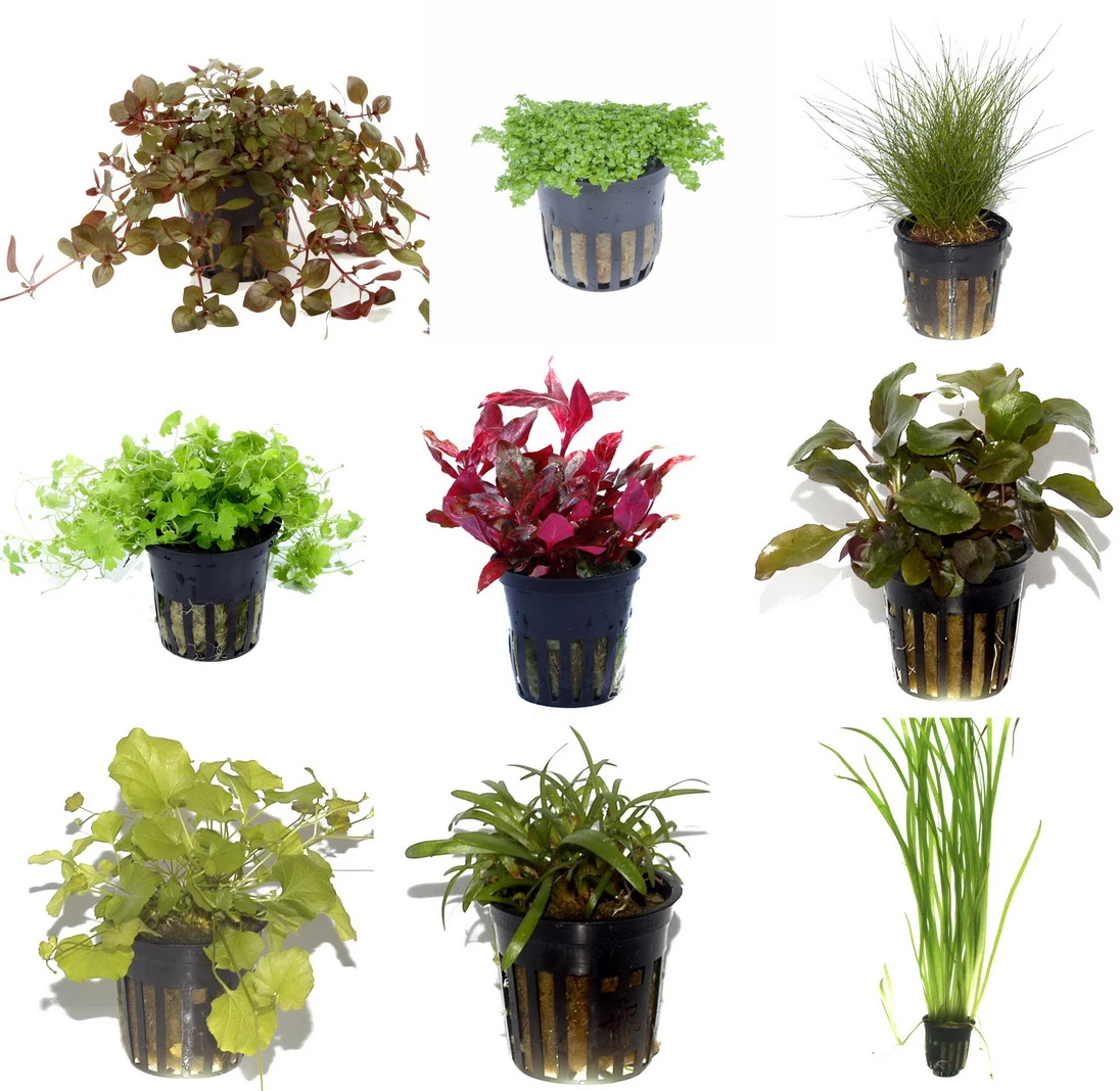 50 Wasserpflanzen, 5 Bunde Und 3 Topfpflanzen FĂĽr Ein 60 Liter Aquarium