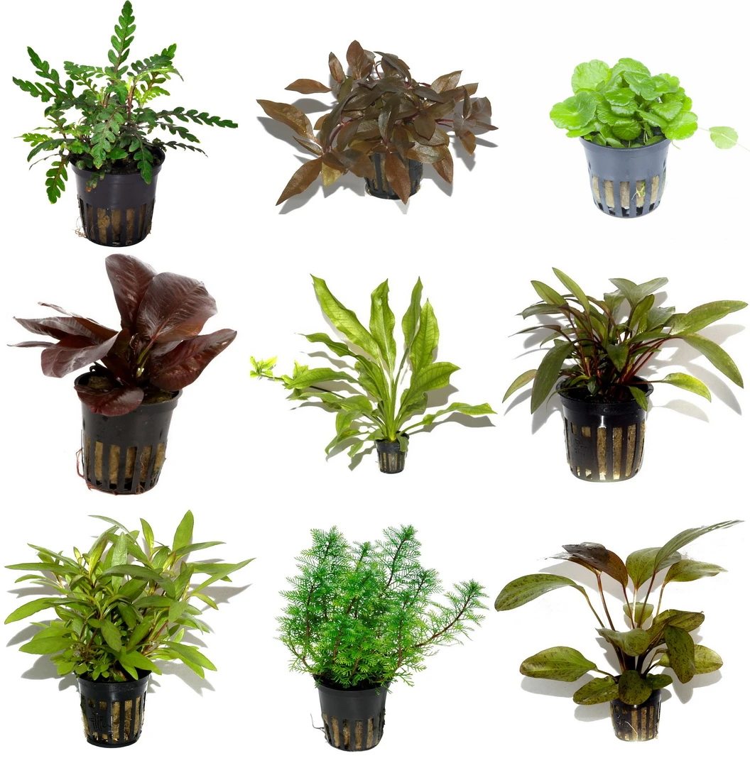 50 Wasserpflanzen, 5 Bunde Und 3 Topfpflanzen Für Ein 60 Liter Aquarium – Bild 2