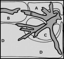 Unterwasser-Landschaft Moosbogen Für 30 Liter Nano Cube