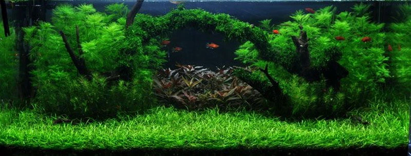 Unterwasser-Landschaft Moosbrücke Für 100 Liter Aquarium