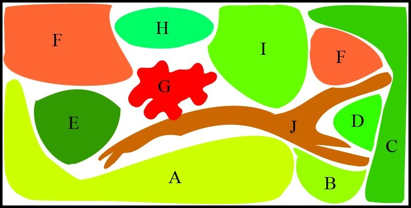 Unterwasser-Landschaft Diskus-Traum Für Ein 400 Liter Aquarium
