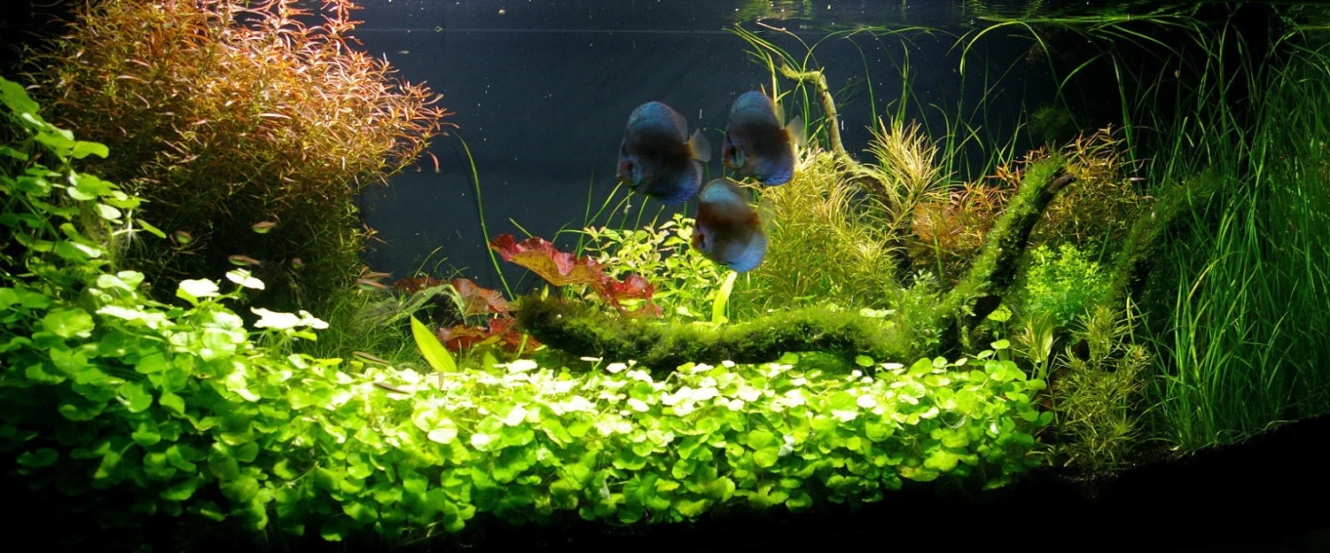 Unterwasser-Landschaft Diskus-Traum Für Ein 500 Liter Aquarium – Bild 2