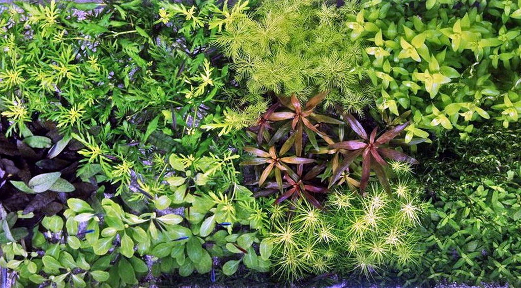 Unterwasser-Landschaft Holland-Aquarium Für Ein 500 Liter Aquarium – Bild 3