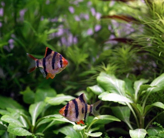 Unterwasser-Landschaft Holland-Aquarium Für Ein 200 Liter Aquarium – Bild 5
