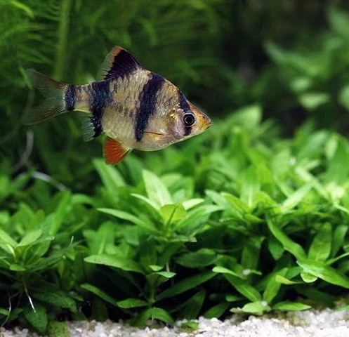 Unterwasser-Landschaft Holland-Aquarium Für Ein 200 Liter Aquarium – Bild 6