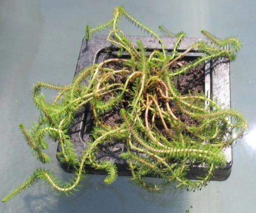 Insel Mit Myriophyllum Crispata / Feines Tausendblatt