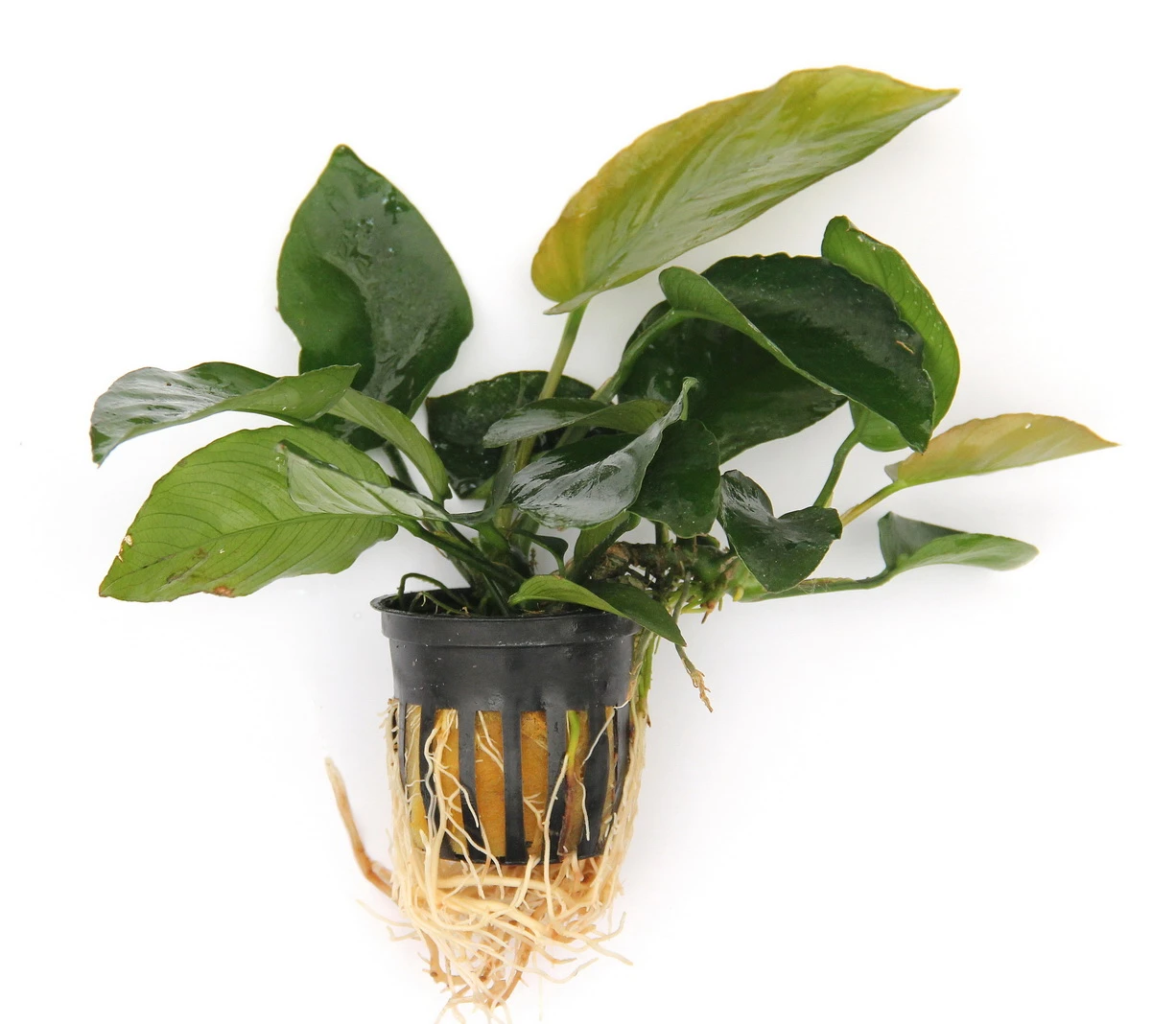 Anubias Quartett: 4x Anubias-Töpfe = Barteri + Nana + Petite + Golden, Barschfeste Wasserpflanzen – Bild 2