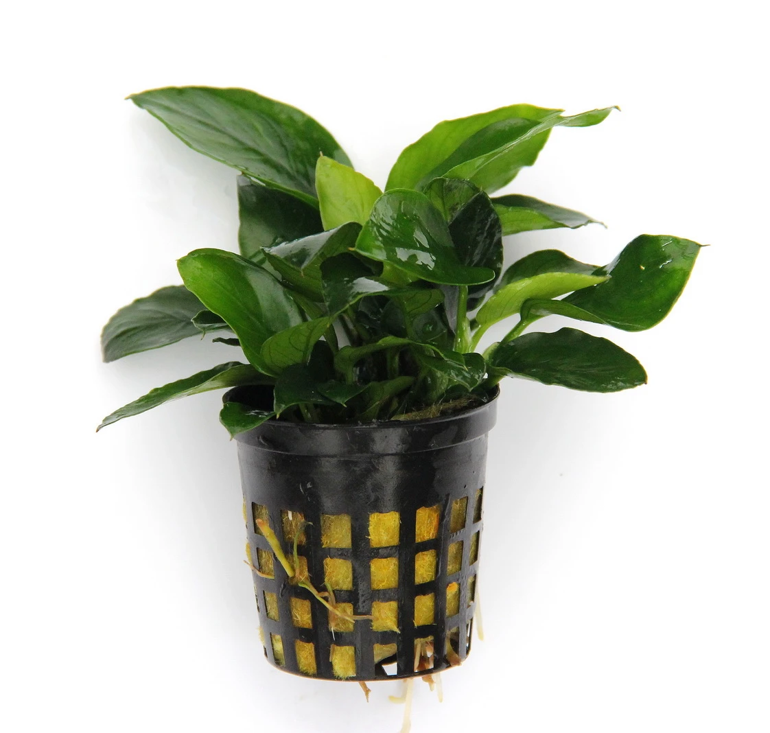 Anubias Quartett: 4x Anubias-Töpfe = Barteri + Nana + Petite + Golden, Barschfeste Wasserpflanzen – Bild 4