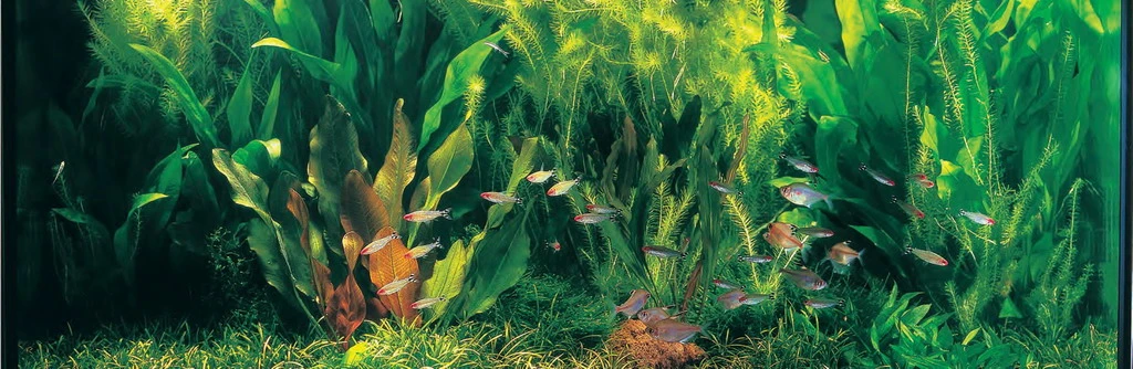 Rio Xingu - Pflanzenlandschaft Für Ein 160-200 Liter Aquarium