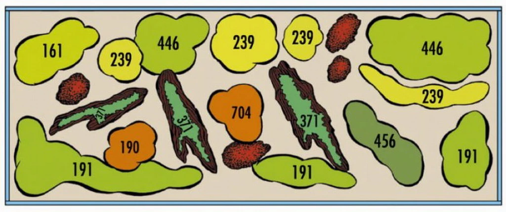 Rio Xingu - Pflanzenlandschaft Für Ein 160-200 Liter Aquarium – Bild 2