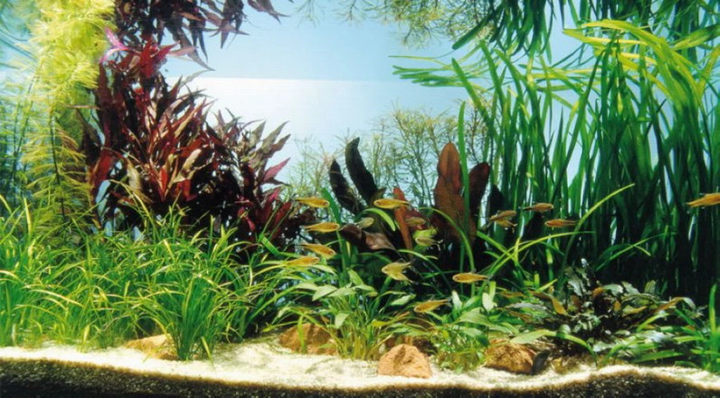 Kupfer Salmler - Pflanzenlandschaft Für Ein 160-200 Liter Aquarium