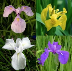 4 Töpfe Wasserschwert-Lilien - Iris In 4 Verschiedene Farben, Rosa, Blau, Weiß, Gelb