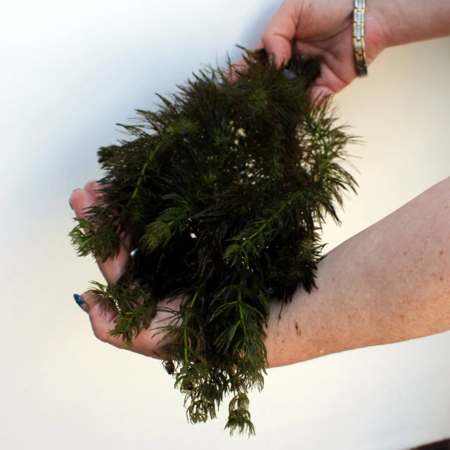 25 Unterwasserpflanzen Teich-Sortiment, Sauerstoffpflanzen-Set – Bild 2