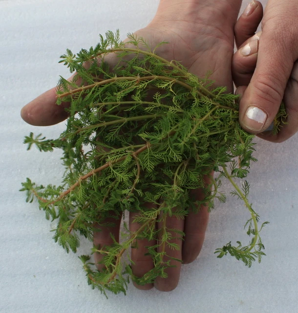 25 Unterwasserpflanzen Teich-Sortiment, Sauerstoffpflanzen-Set – Bild 3