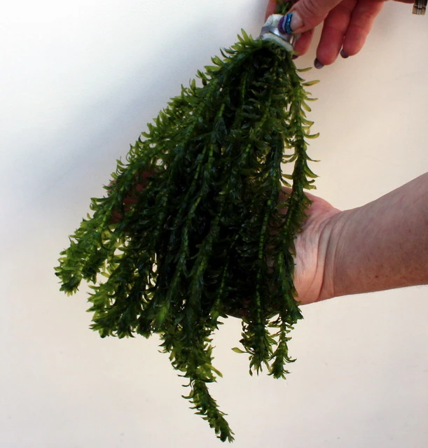 25 Unterwasserpflanzen Teich-Sortiment, Sauerstoffpflanzen-Set – Bild 4