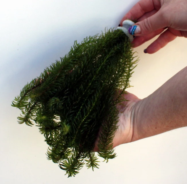 25 Unterwasserpflanzen Teich-Sortiment, Sauerstoffpflanzen-Set – Bild 5