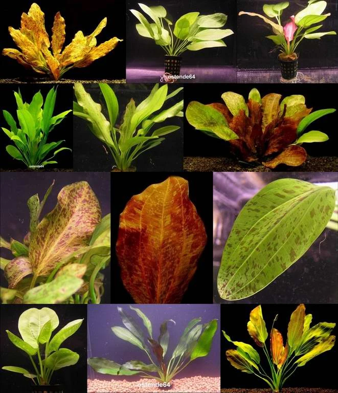 4 Schöne Kräftige Töpfe Schwertpflanzen/Echinodorus - Verschiedene Solitärpflanzen