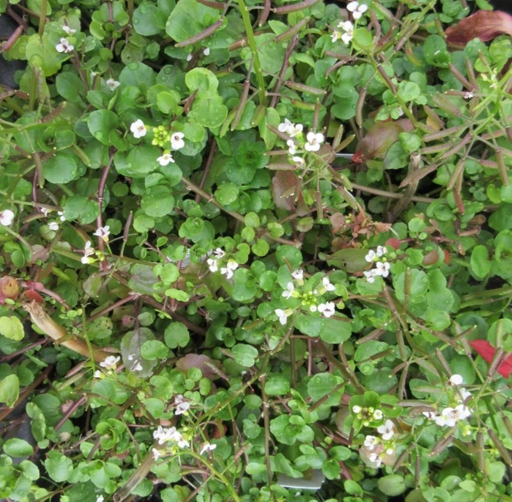 Brunnenkresse / Nasturtium Officinale Im 9x9 Cm Topf – Bild 2