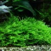 XL In-Vitro Stachelmoos / Taxiphyllum Spec. 'Spiky Moss', Moos