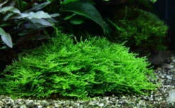 XL In-Vitro Stachelmoos / Taxiphyllum Spec. 'Spiky Moss', Moos