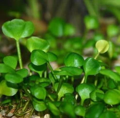 1-2-GROW! Zwergkleeblatt / Marsilea Hirsuta Von TROPICA