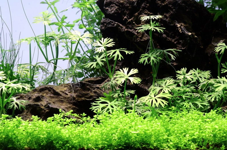 Kleiner Fluss-Hahnenfuß / Ranunculus Inundatus NEUHEIT – Bild 3