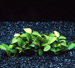 Kleinstes Zwergspeerblatt / Anubias 'Petite' Oder 'Bonsai'