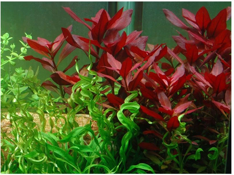 Rubinrote Ludwigie / Ludwigia Repens RUBIN Im Topf – Bild 3
