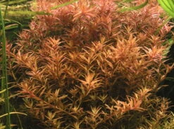 In-Vitro Kleine Rotala / Rotala Indica - Rotundifolia