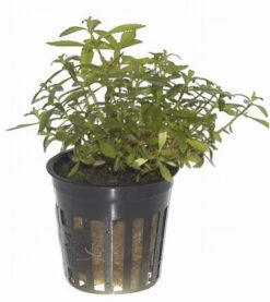 Meerjungfrauenpflanze / Proserpinaca Palustris Cuba