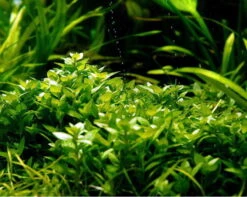 1-2-GROW! Kriechende Staurogyne / Staurogyne Spec. Repens Von TROPICA