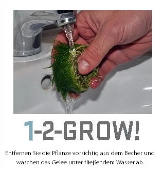 1-2-GROW! Kriechende Staurogyne / Staurogyne Spec. Repens Von TROPICA – Bild 2