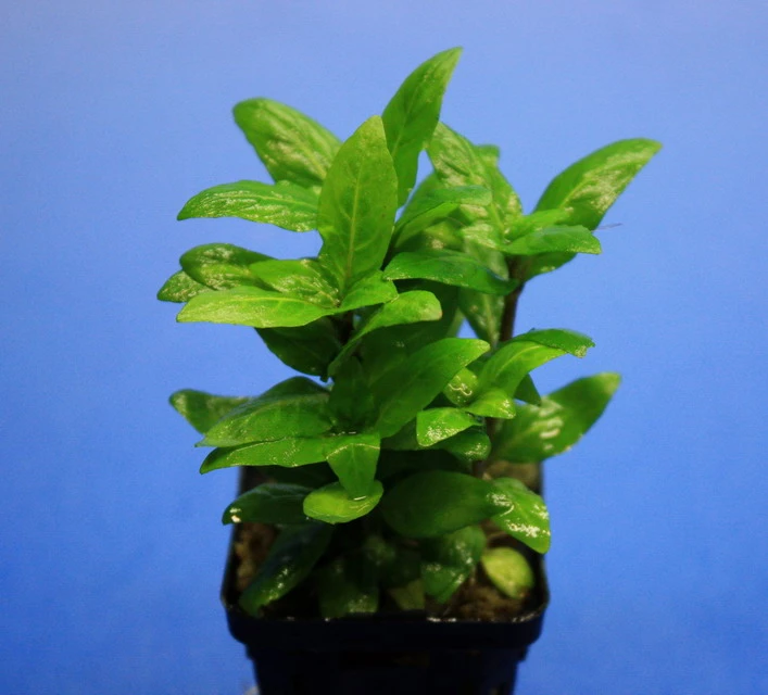 Kriechende Staurogyne / Staurogyne Spec. Rio Cristalino *NEUHEIT* – Bild 2