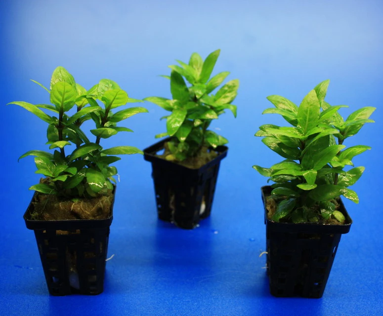 Kriechende Staurogyne / Staurogyne Spec. Rio Cristalino *NEUHEIT* – Bild 3