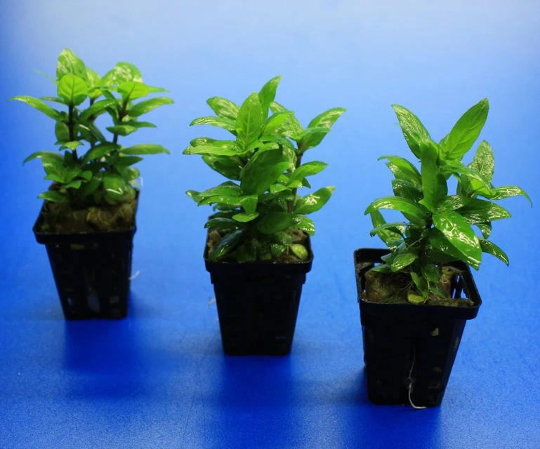 Kriechende Staurogyne / Staurogyne Spec. Rio Cristalino *NEUHEIT* – Bild 4