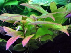Mini Kirschblatt / Hygrophila Corymbosa Compact - Kompakt