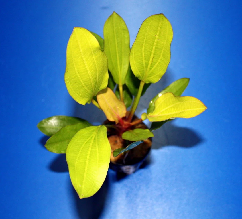 Horemanis Schwertpflanze Grün / Echinodorus Horemanii Grün TOP-Rarität – Bild 2