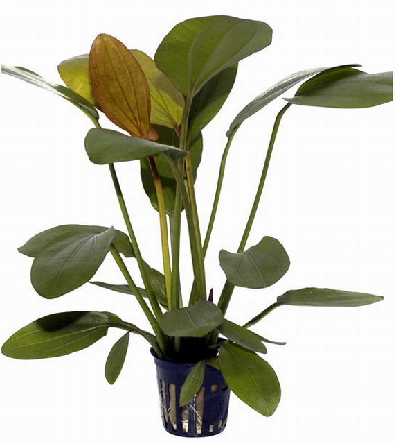 Echinodorus X Barthii Doppelt-Rot / Barths Schwertpflanze, Eine Rarität – Bild 2