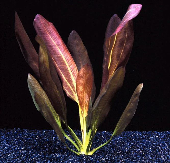 Echinodorus X Barthii Doppelt-Rot / Barths Schwertpflanze, Eine Rarität – Bild 3