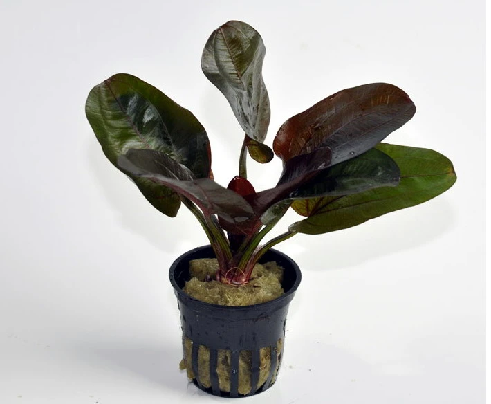 Kleine Rote Schwertpflanze / Echinodorus Reni – Bild 2