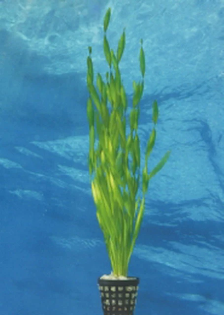 Große Wasserschraube / Vallisneria Americana - Asiatica Im Topf – Bild 2