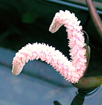 Große Genoppte Wasserähre / Aponogeton Boivinianus – Bild 2