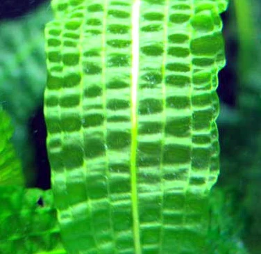 Große Genoppte Wasserähre / Aponogeton Boivinianus – Bild 3