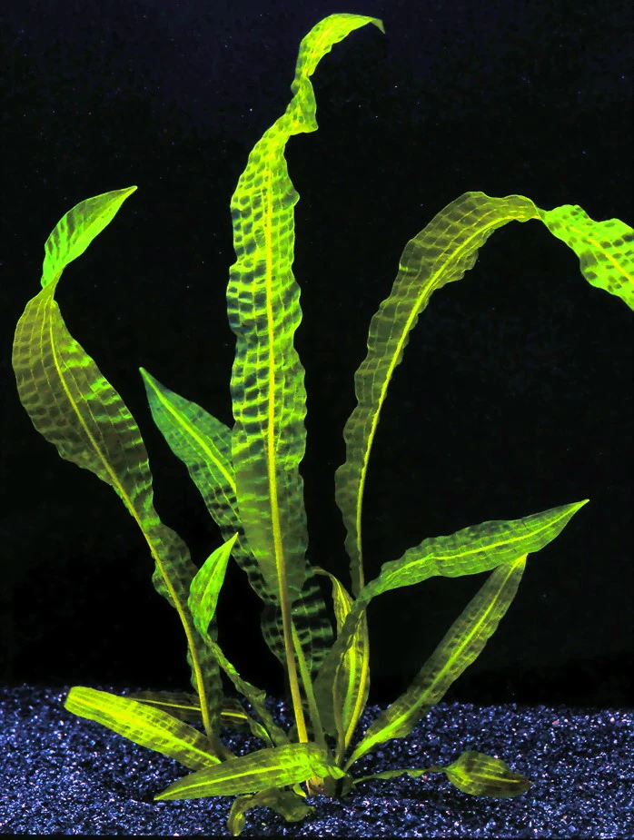 Große Genoppte Wasserähre / Aponogeton Boivinianus – Bild 4