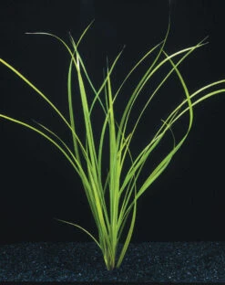 Helfers Zyperngras / Cyperus Helferi Im Topf