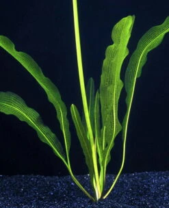 Große Schmale Gitterpflanze / Aponogeton Henkelianus