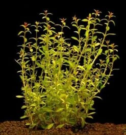 In-Vitro Schmalblättrige Ludwigie / Ludwigia Arcuata